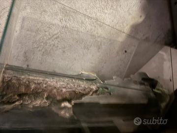 Tartarughiera o terrario