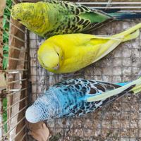 Cocorite vari colori