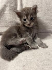 Cuccioli di Maine Coon
