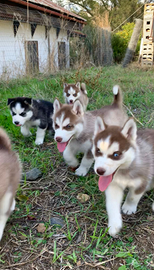 Cuccioli Siberian Husky