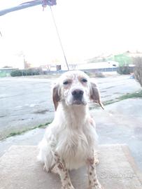 Setter inglesi