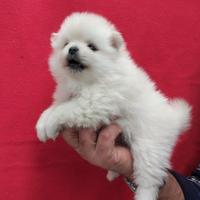 Cucciolo di spitz di pomeranea