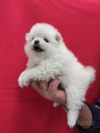 Cucciolo di spitz di pomeranea