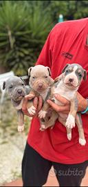 Pitbull tricolor e blue nose