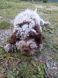 Lagotto romagnolo