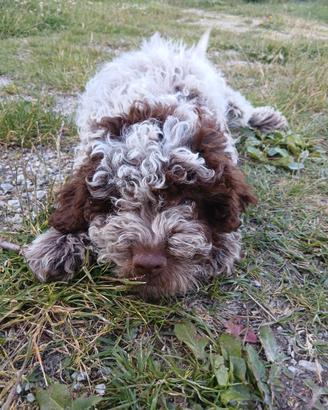 Lagotto romagnolo