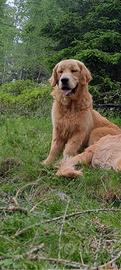 Golden retriever