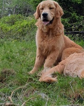 Golden retriever