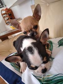 chihuahua mini mini