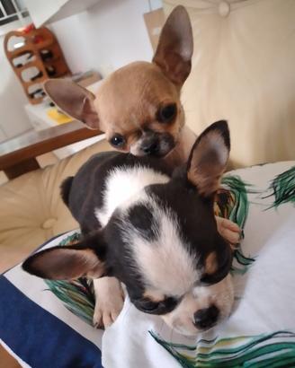 chihuahua mini mini