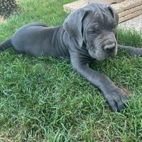 Cucciolo di cane corso grigio