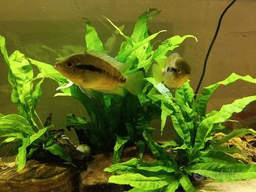 Ciclidi Herotilapia multispinosa