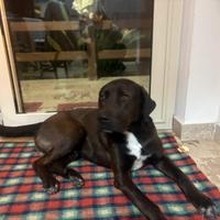 Cane buono (adozione)