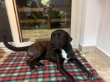 Cane buono (adozione)