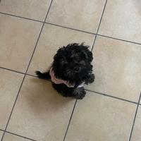 Cucciolo barboncino mini toy