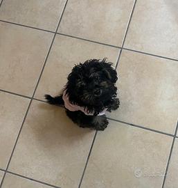 Cucciolo barboncino mini toy