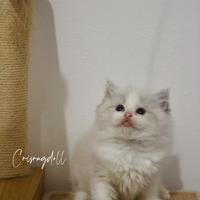 Gatto Ragdoll