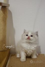 Gatto Ragdoll