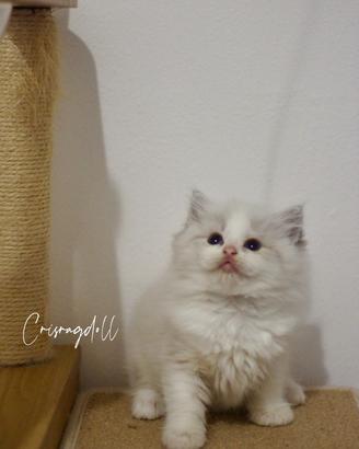 Gatto Ragdoll