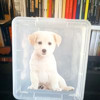 Scatola portaoggetti Kis made in italy puppies