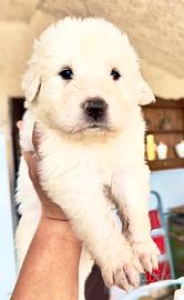 Mastino dei pirenei mix