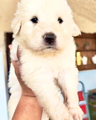 Mastino dei pirenei mix
