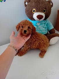 Barboncino toy
