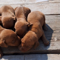 Cuccioli di cirneco segugio