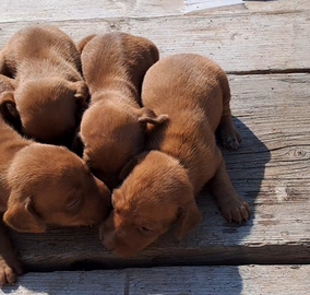 Cuccioli di cirneco segugio