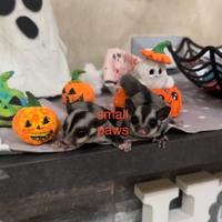 Petauri dello Zucchero