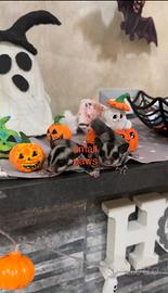 Petauri dello Zucchero