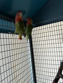 Inseparabili (Agapornis Roseicollis)