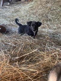 Cuccioli di mezza taglia