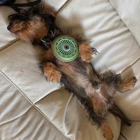 Disponibile per accoppiamento