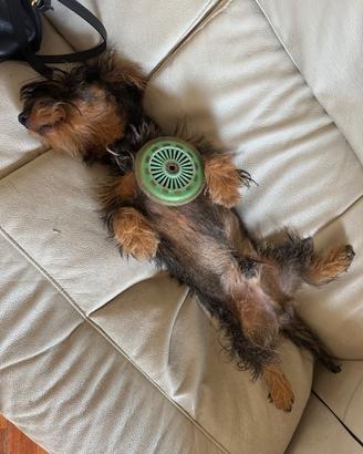 Disponibile per accoppiamento