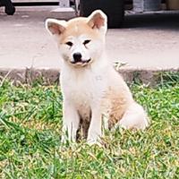 Akita inu cuccioli