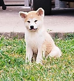 Akita inu cuccioli