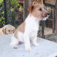 Jack Russell Terrier pelo ruvido