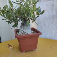 pianta Succulenta (Fockea Edulis)