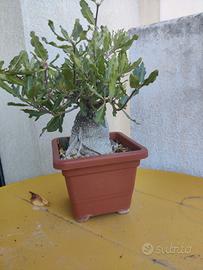 pianta Succulenta (Fockea Edulis)