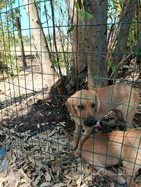Cuccioli di cane aspettano