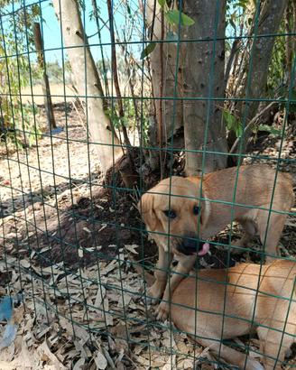 Cuccioli di cane aspettano