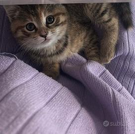 Gattina incrocio Europeo x Siberiano