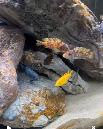 20 ciclidi del malawi