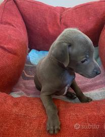 Piccolo levriero italiano maschio grigio