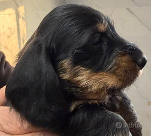 Bassotti a pelo duro