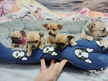 Cuccioli di chihuahua