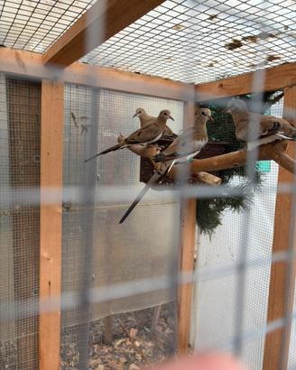 Tortore Maschera di ferro