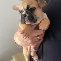 Cucciolo bulldog francese