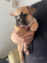 Cucciolo bulldog francese